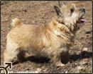 BAJO-BONGO z Psiej Parafii | Norwich Terrier 