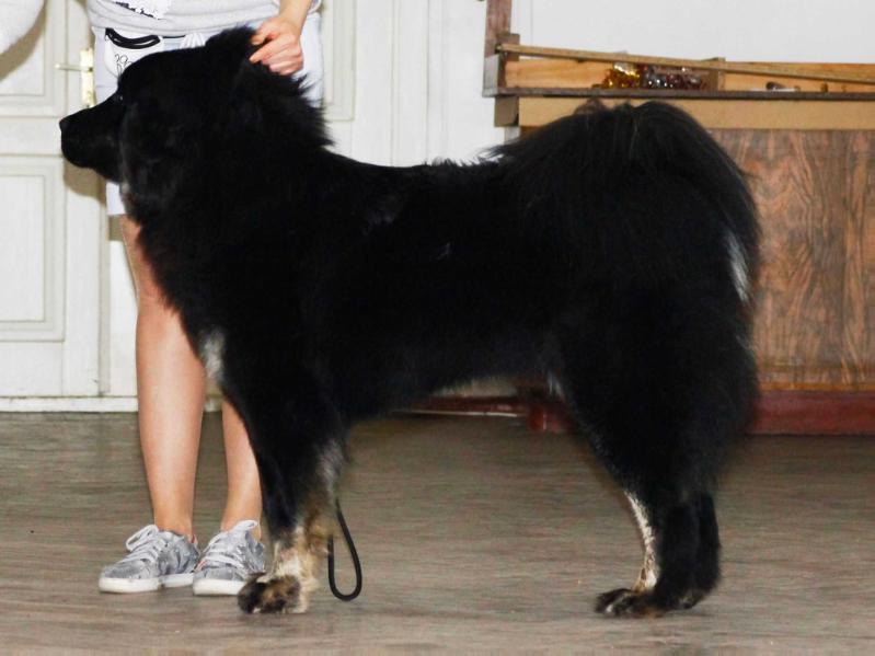 NAOKO Plyushevyi Volk | Tibetan Mastiff 