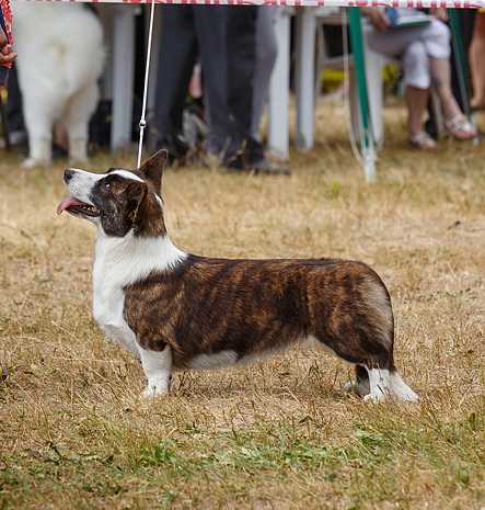 Cymraeg Ci Keystone | Cardigan Welsh Corgi 