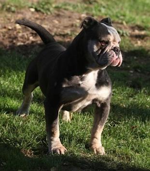 Ostergaards Staal Tyr | Olde English Bulldogge 