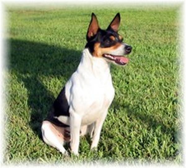 Sand's Schooners Pride of Anubis K | Rat Terrier 