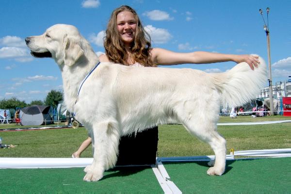 Nuance from Gucci | Golden Retriever 