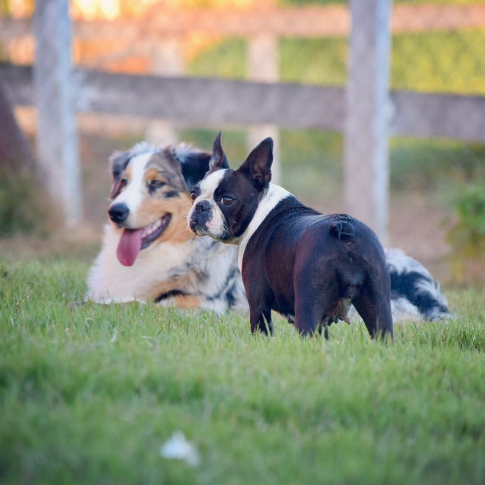 KIWI TERRAPRETA | Boston Terrier 