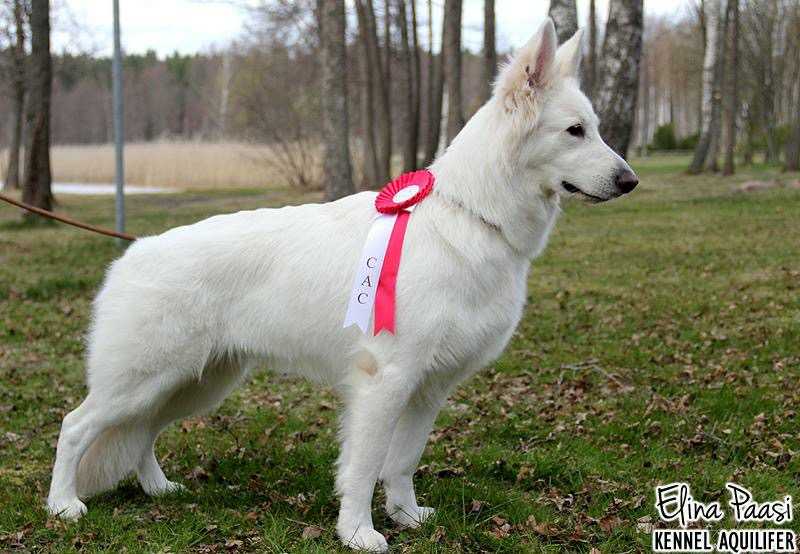 Ghea Sayen od Bijelih Andela | White Swiss Shepherd Dog 