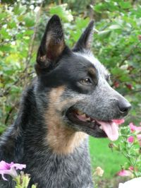 Inglisilm Heaven's Romance | Australian Cattle Dog 