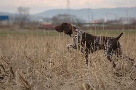 Grando Del Rade Savic | German Shorthaired Pointer 