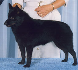 Catydid It O'Marpeg | Schipperke 