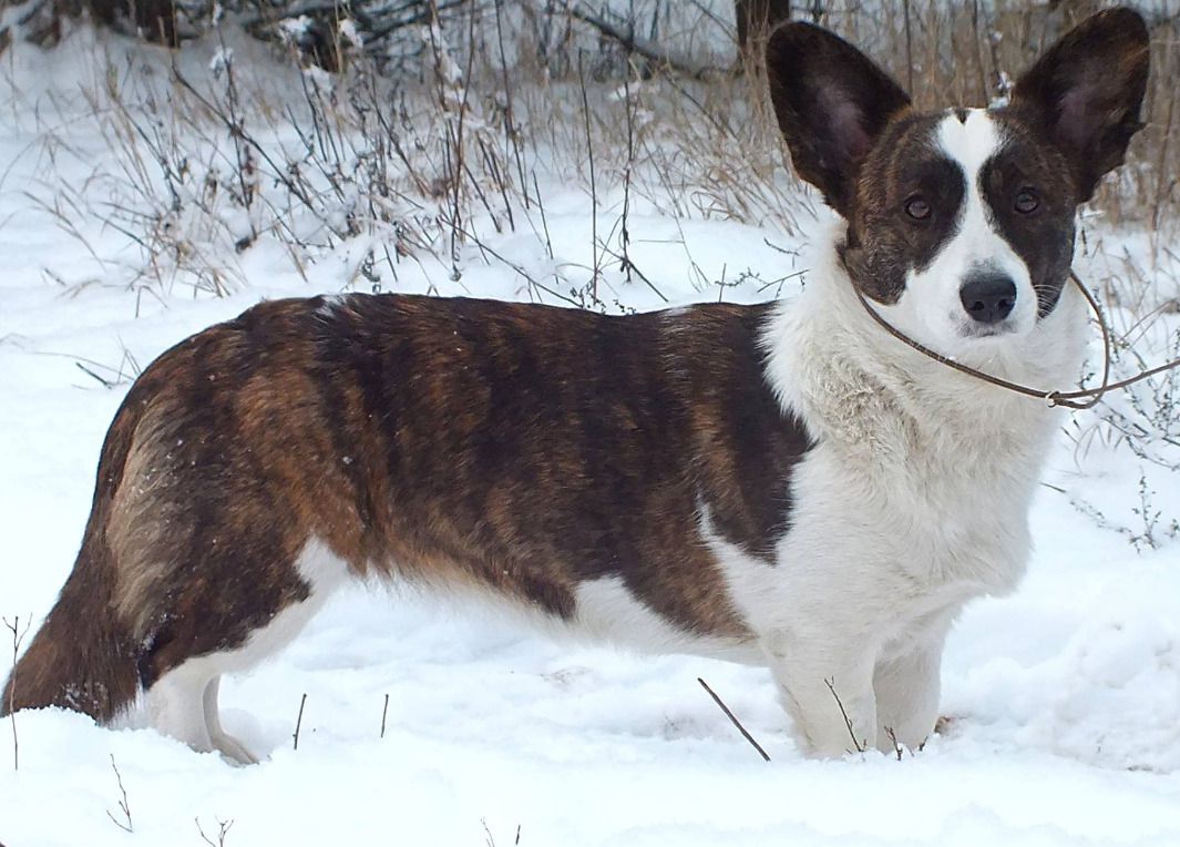 Dzhemini Bolero | Cardigan Welsh Corgi 