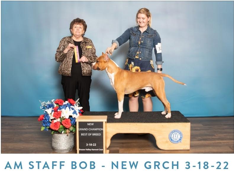 LEO FLAMING SUNSET FIRE BALL | American Staffordshire Terrier 