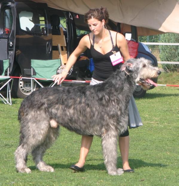 Gaeltarra Eirean Tyas Thyrone | Irish Wolfhound 