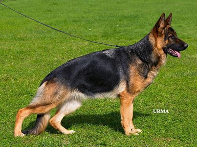 Holly vom Zicken-Haus | German Shepherd Dog 
