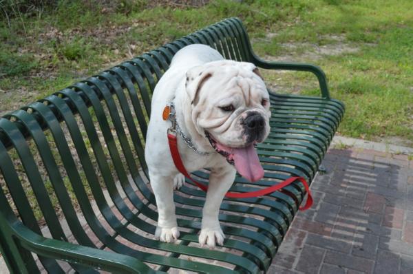 Arranaga's Ralph | Olde English Bulldogge 