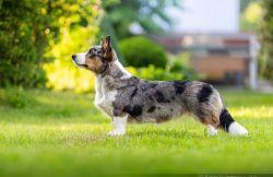 RUELVEN DEW FULL OF FAN | Cardigan Welsh Corgi 