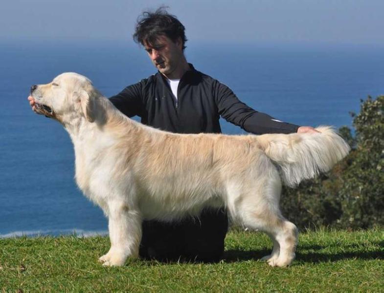 Ivanhoe de Lar De Casanova | Golden Retriever 