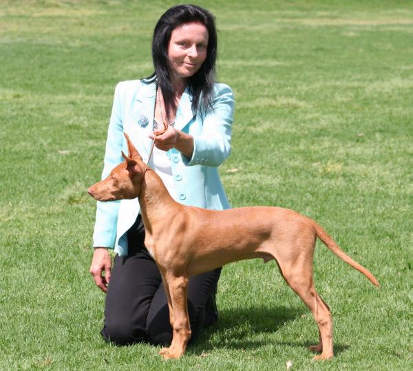 vicoridge Field of power | Pharaoh Hound 