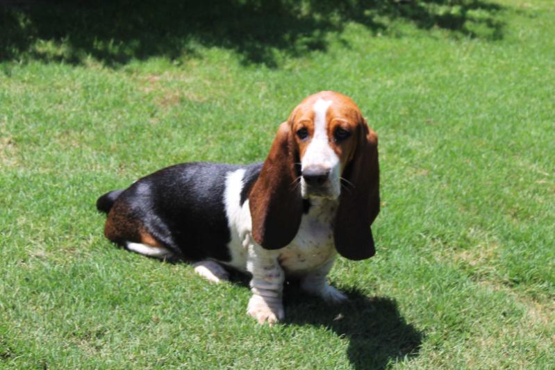 Sweet Sophia Heaven Scent | Basset Hound 