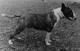 Iksion Timar | Bull Terrier 
