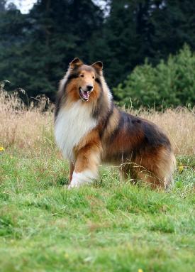 Highcroft Valoz Lancelot | Rough Collie 