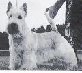 Koch's Forty-Niner | Scottish Terrier 