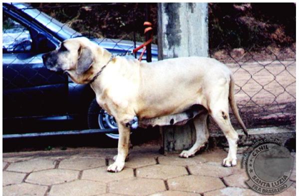 FAMA DO HISAMA | Fila Brasileiro 