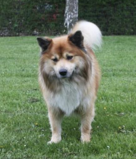 Tøttrup's Bersi | Icelandic Sheepdog 