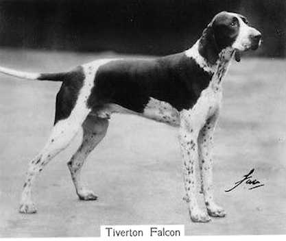 Tiverton Falcon | Pointer 