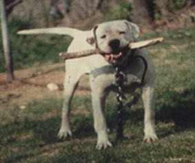 Margentina's Sgt. Rock | Olde English Bulldogge 