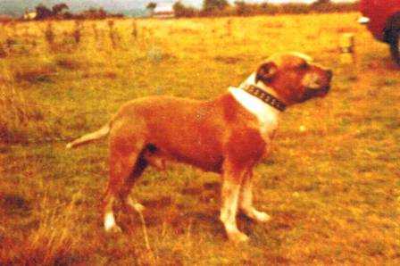 Adam's Socks | Staffordshire Bull Terrier 