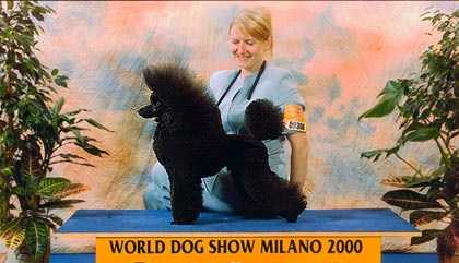 Canmoy's Kiss-Kiss | Poodle 