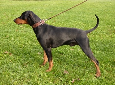 Ferry Black Harmony Star | German Pinscher 