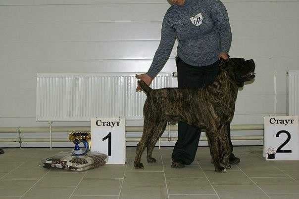 ?S??R | Cane Corso 