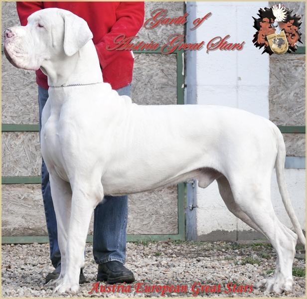 Garth Of Austria Great Stars | Great Dane 