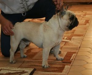 PETI LLEVR KAMILFO | French Bulldog 