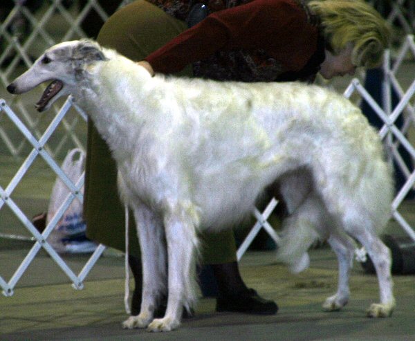 Rajalinjan Venuschka | Borzoi 