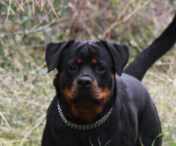 Akira Iron Rottweilers | Rottweiler 