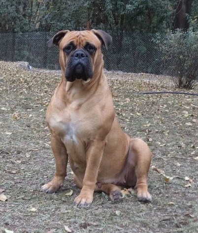 Minas Anor's One Touch of Venus | Bullmastiff 