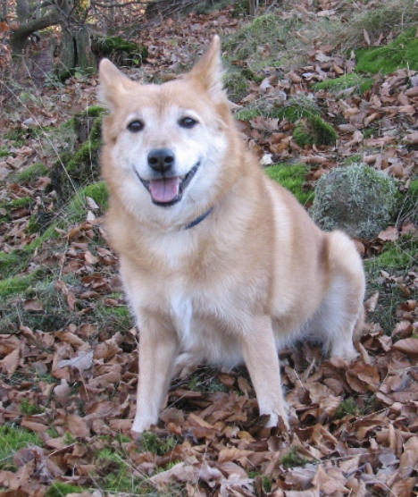 Fiola (Schütte) | Icelandic Sheepdog 