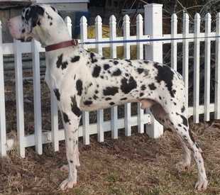 Childress' Apollo | Great Dane 