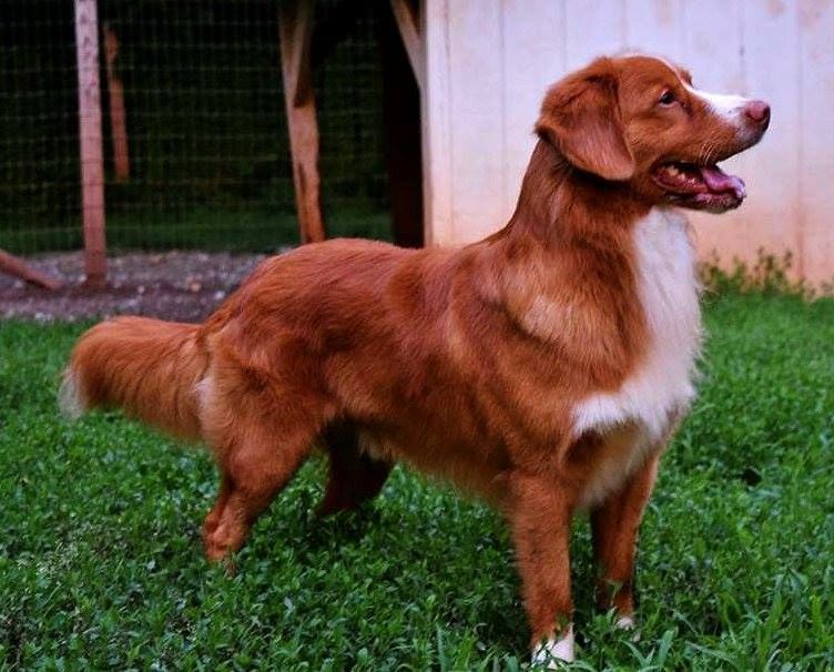 Katyra Avatar Thingamajigger | Nova Scotia Duck Tolling Retriever 