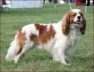 RAKELTON'S AS A MEMORIAL | Cavalier King Charles Spaniel 