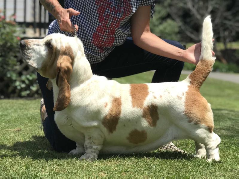 BassetBottomBassets Minnie Pearl | Basset Hound 