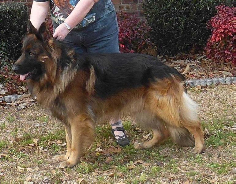 Kekoakane Von Zorhaus | German Shepherd Dog 