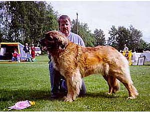 Sjo Bjornens Koh-i-Noor | Leonberger 