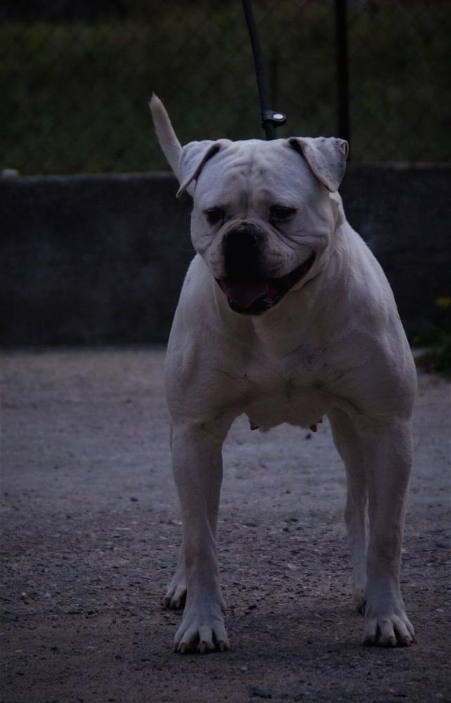 ABKC Lenny | American Bulldog 