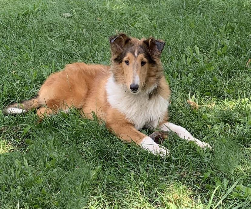 Rheigns Avenging Angel | Rough Collie 