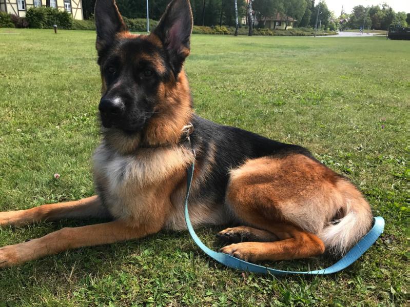 Polo vom Grafenwald | German Shepherd Dog 