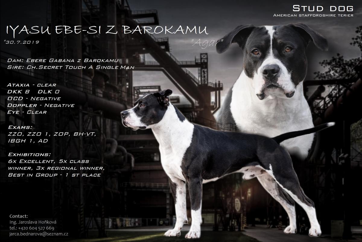 IYASU Ebe-Si z Barokamu | American Staffordshire Terrier 
