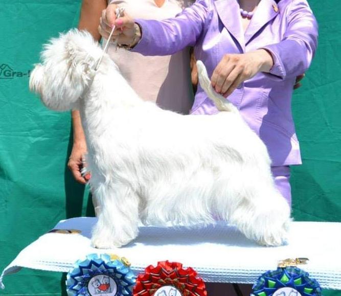 Not of this World Superbia | West Highland White Terrier 