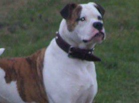 Friesenbull's Abey | American Bulldog 