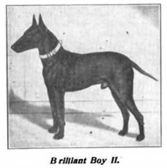 Brilliant Boy II | Manchester Terrier 